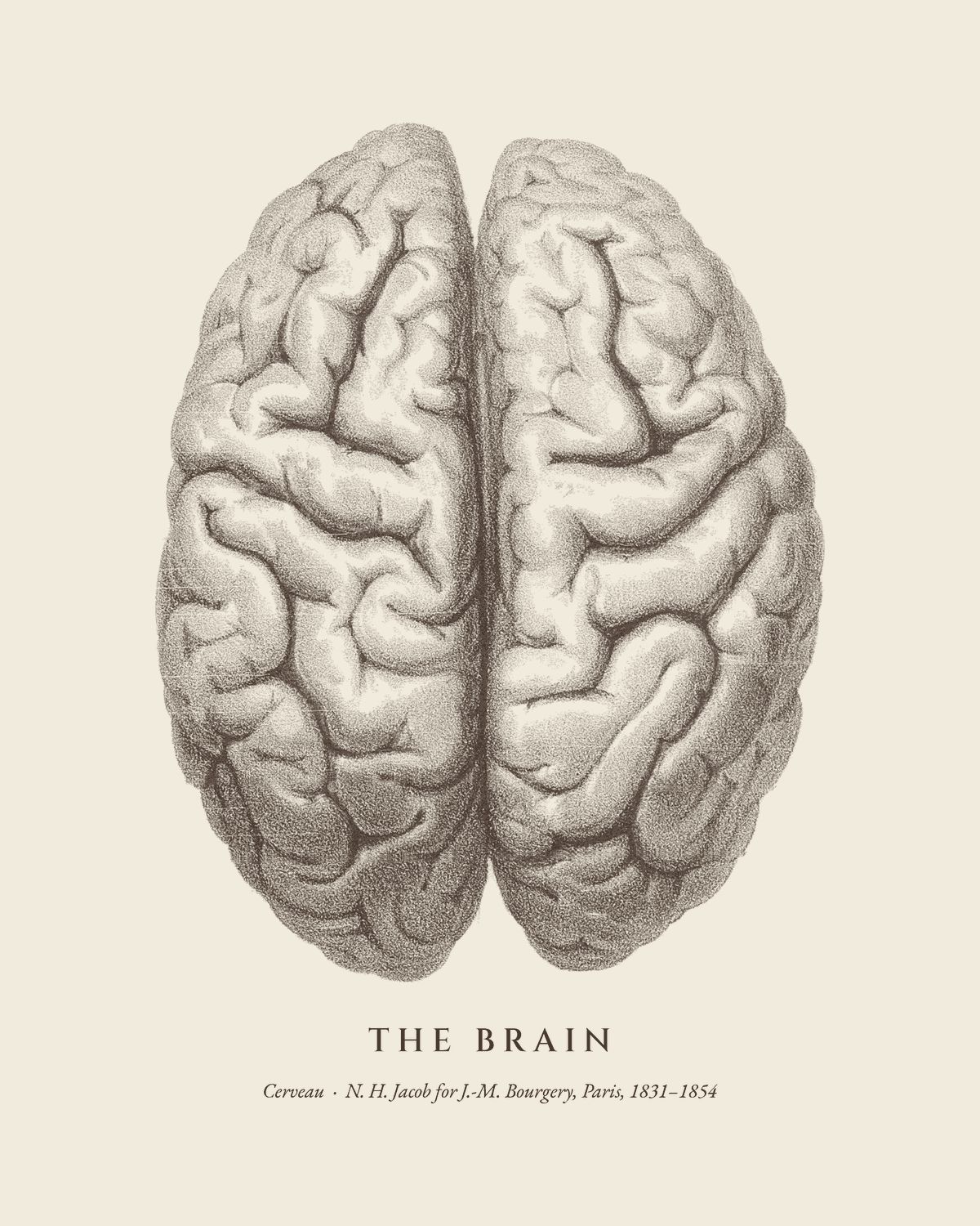 The plate The Brain from the Bourgery atlas, on ivory.
