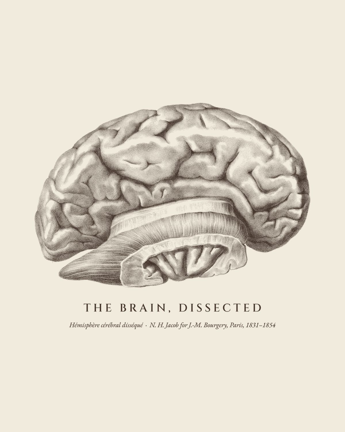 The plate The Brain, Dissected from the Bourgery atlas, on ivory.