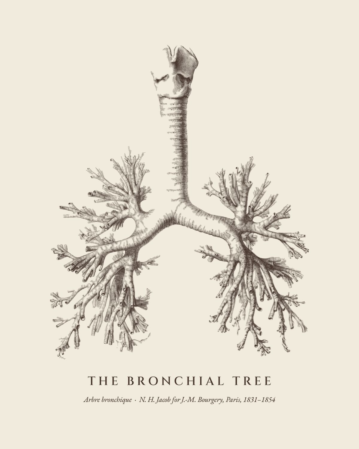 The plate The Bronchial Tree from the Bourgery atlas, on ivory.