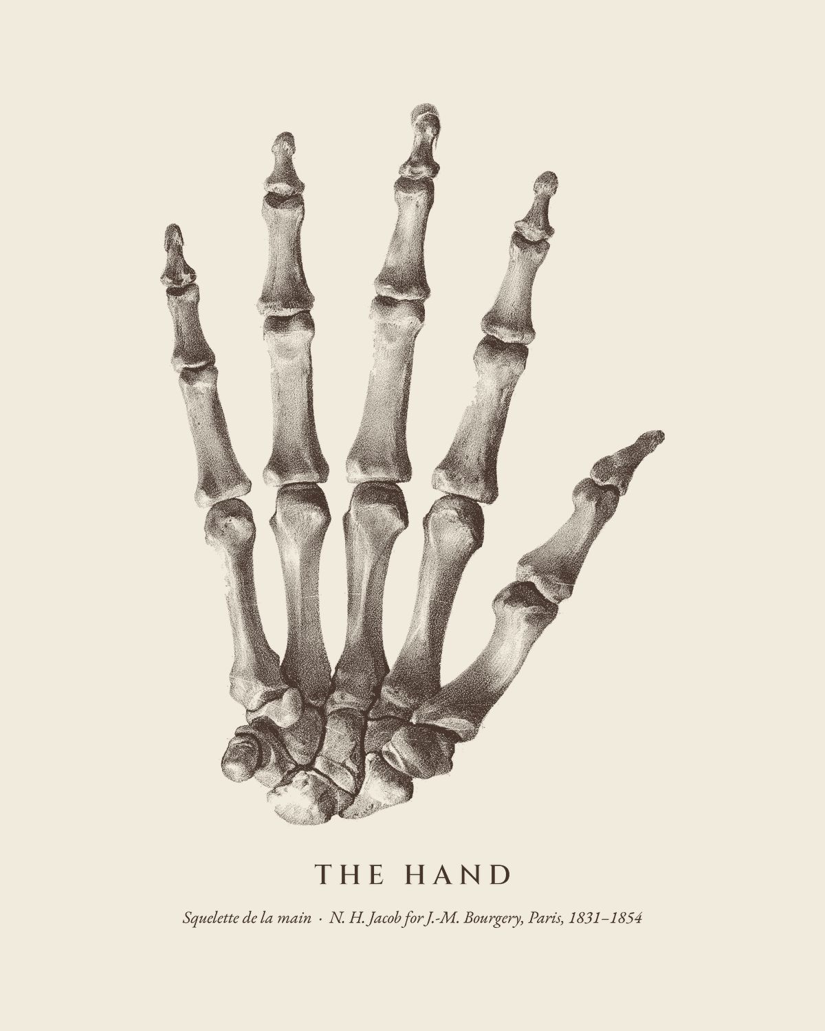 The plate The Hand from the Bourgery atlas, on ivory.