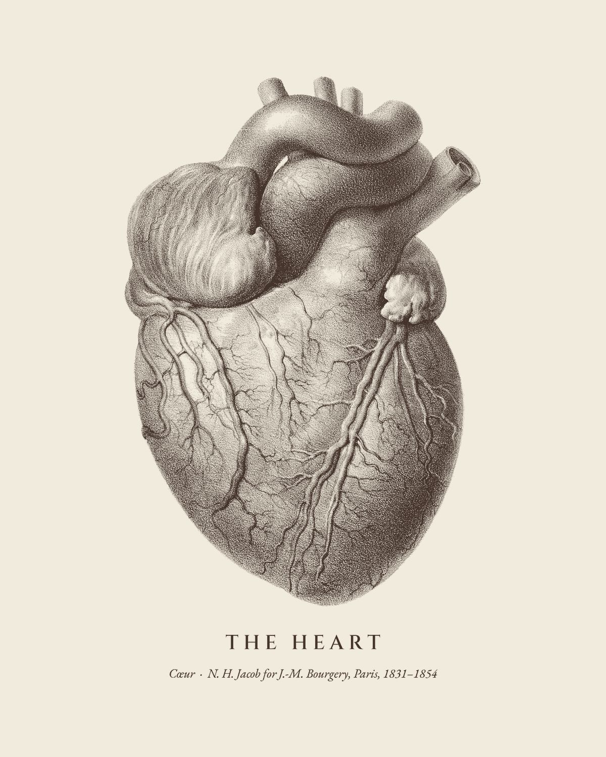 The plate The Heart from the Bourgery atlas, on ivory.