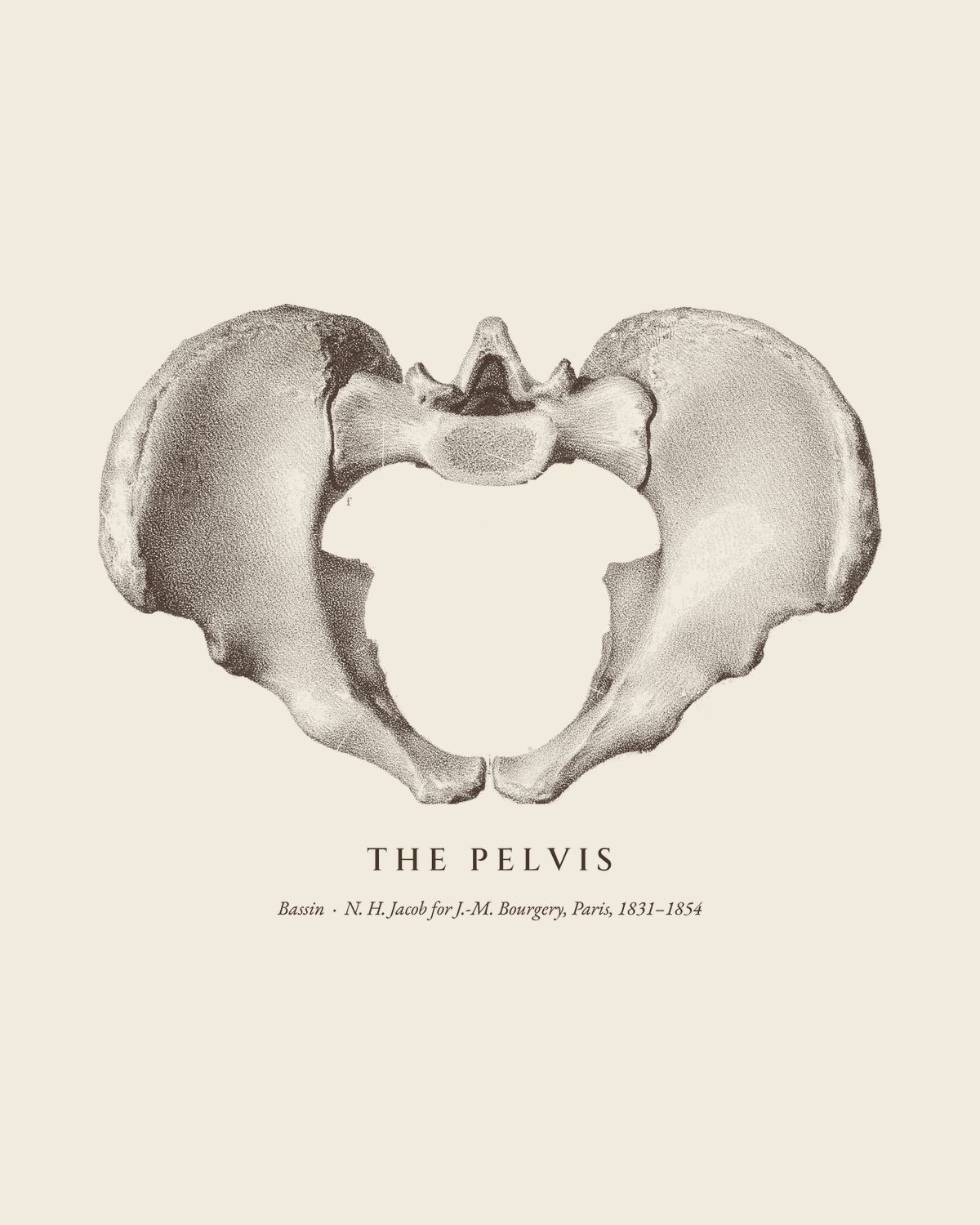 The plate The Pelvis from the Bourgery atlas, on ivory.