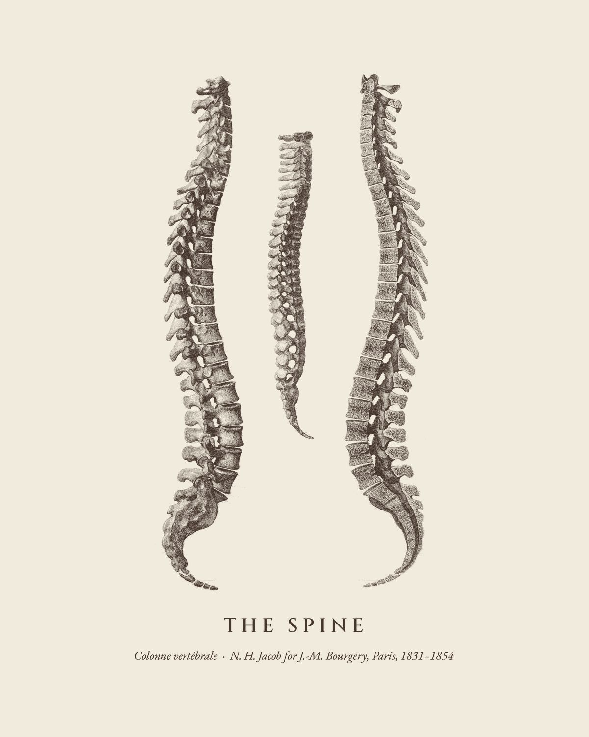 The plate The Spine from the Bourgery atlas, on ivory.