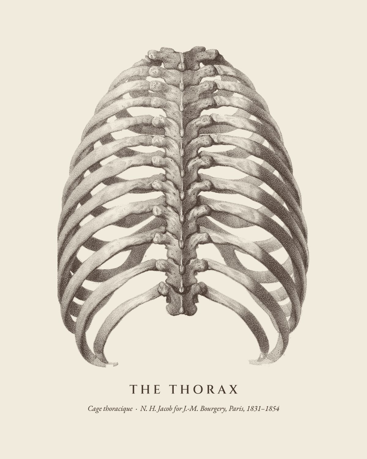 The plate The Thorax from the Bourgery atlas, on ivory.